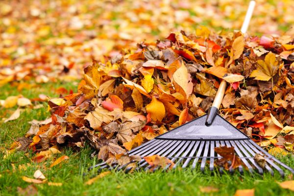 Cost of Leaves Removal in Yorba Linda