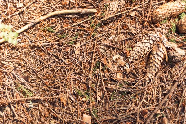 Cost of Pine Needles Removal in Yorba Linda