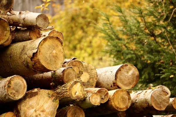 Cost of Wood Pile Removal in Yorba Linda