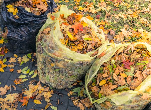 Cost of Yard Cleanup Service in Yorba Linda