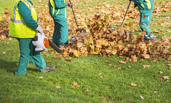 Cost of Leaf Maintenance in Yorba Linda