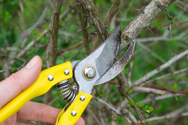 Cost of Limbs Removal in Yorba Linda