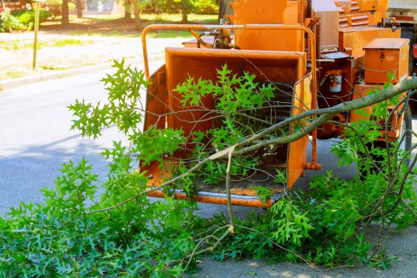 Cost of Tree Branches Removal in Yorba Linda