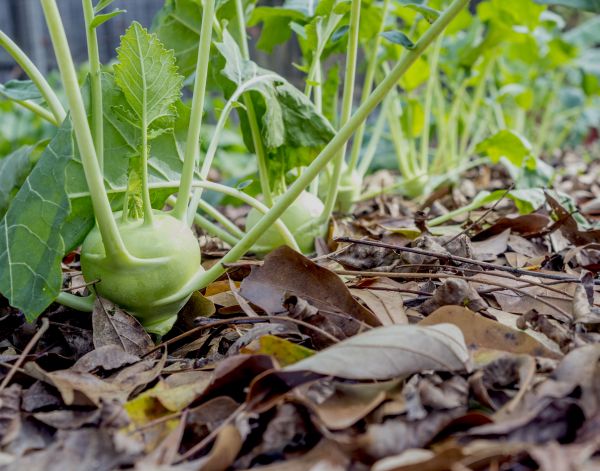 Leaf Mulching Service