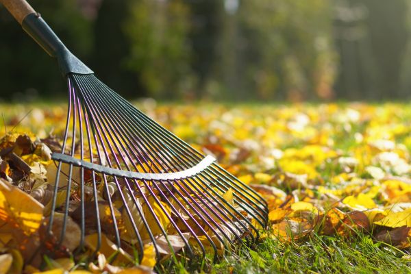 Cost of Leaf Removal in Yorba Linda