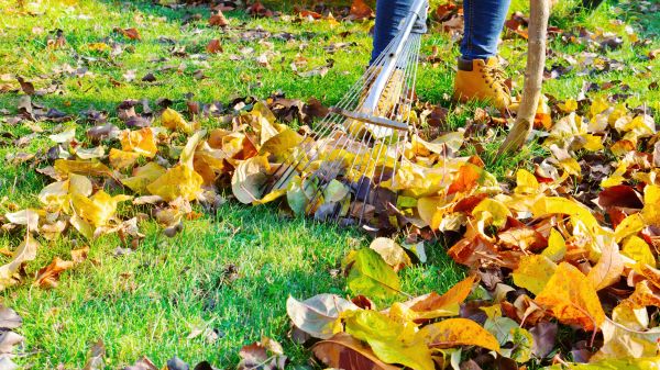 Cost of Lawn Cleanup Service in Yorba Linda